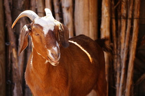 Domestic Goat (Capra aegagrus hircus)  Animal,Artiodactyla,Bovidae,Capra,Capra aegagrus,Capra aegagrus hircus,Caprinae,Domestic Goat,Even-toed ungulate,Geotagged,Mammal,Nature,New York State,Rochester,Seneca Park Zoo,United States,United States of America