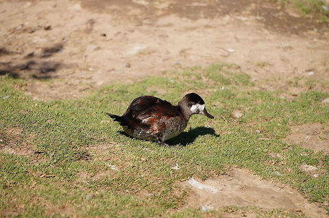 Ruddy Duck (Oxyura jamaicensis)  Anatidae,Animal,Anseriformes,Bird,Duck,Geotagged,Nature,New York State,Oxyura,Oxyura jamaicensis,Oxyurinae,Rosamond Gifford Zoo,Ruddy duck,Stiff-tailed duck,Syracuse,United States,United States of America,Vertebrate,Zoo