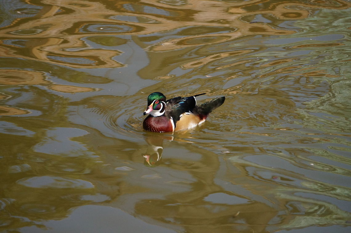 Wood Duck (Aix sponsa)  Aix,Aix sponsa,Anatidae,Animal,Anseriformes,Bird,Duck,Geotagged,Nature,New York State,Rosamond Gifford Zoo,Syracuse,United States,United States of America,Vertebrate,Wood Duck,Wood duck,Zoo