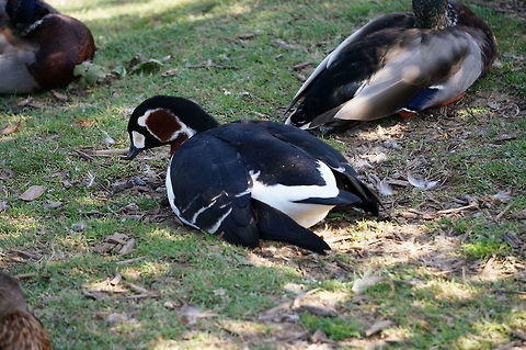 Red-breasted Goose (Branta ruficollis)  Anatidae,Animal,Anseriformes,Anserini,Bird,Black Goose,Branta,Branta ruficollis,Geotagged,Goose,Nature,New York,Red-breasted goose,Rosamond Gifford Zoo,Syracuse,United States,Vertebrate,zoo