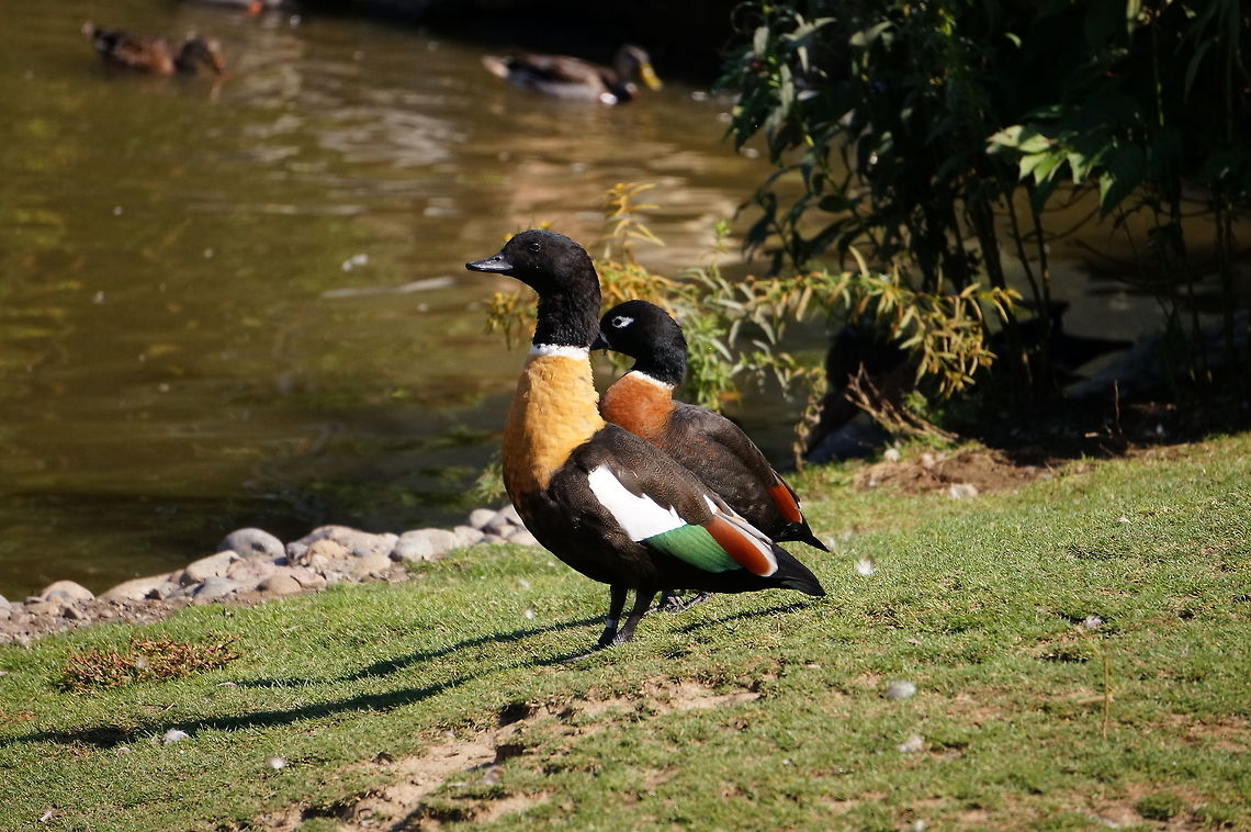 Australian Shelduck (Tadorna tadornoides)  Anatidae,Animal,Anseriformes,Australian Shelduck,Australian shelduck,Bird,Geotagged,Nature,New York State,Rosamond Gifford Zoo,Shelduck,Syracuse,Tadorna,Tadorna tadornoides,Tadorninae,United States,United States of America,Vertebrate,Zoo