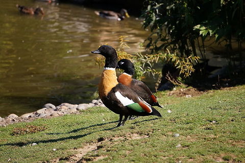 Australian Shelduck (Tadorna tadornoides)  Anatidae,Animal,Anseriformes,Australian Shelduck,Australian shelduck,Bird,Geotagged,Nature,New York State,Rosamond Gifford Zoo,Shelduck,Syracuse,Tadorna,Tadorna tadornoides,Tadorninae,United States,United States of America,Vertebrate,Zoo