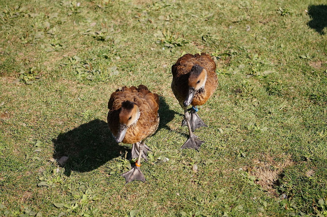 West Indian Whistling Duck (Dendrocygna arborea) I took video as well so you can hear the whistling...<br />
<section class="video"><iframe width="448" height="282" src="https://www.youtube-nocookie.com/embed/fViw50NdoA4?hd=1&autoplay=0&rel=0" frameborder="0" allowfullscreen></iframe></section> Anatidae,Animal,Anseriformes,Bird,Dendrocygna,Dendrocygna arborea,Dendrocygnidae,Dendrocygninae,Dendrocygnini,Duck,Geotagged,Nature,New York,Rosamond Gifford Zoo,Syracuse,United States,Vertebrate,West Indian whistling duck,Whistling Duck,Zoo