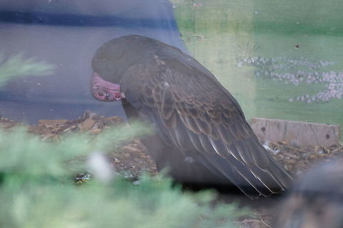 Turkey Vulture (Cathartes aura)  Animal,Bird,Cathartes,Cathartes aura,Cathartidae,Cathartiformes,Geotagged,Nature,New World Vulture,New York State,Rosamond Gifford Zoo,Syracuse,Turkey Vulture,United States,United States of America,Vertebrate,Zoo