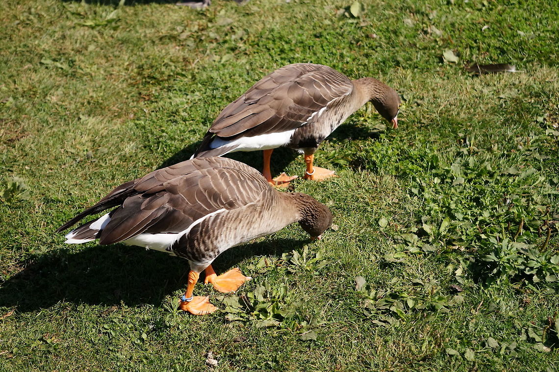 Lesser white-fronted goose (Anser erythropus)  Anatidae,Animal,Anser,Anser erythropus,Anseriformes,Anserini,Bird,Geotagged,Goose,Grey Goose,Lesser white-fronted goose,Nature,New York State,Rosamond Gifford Zoo,Syracuse,United States,United States of America,Vertebrate,Zoo