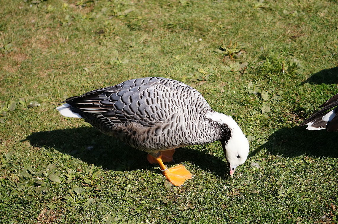Emperor goose (Chen canagica)  Anatidae,Animal,Anseriformes,Anserini,Bird,Chen,Chen canagica,Emperor goose,Geotagged,Goose,Nature,New York State,Rosamond Gifford Zoo,Syracuse,United States,United States of America,Vertebrate,White Goose,Zoo