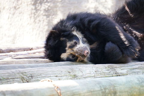 Spectacled Bear (Tremarctos ornatus)  Animal,Bear,Carnivora,Geotagged,Mammal,Nature,New York State,Rosamond Gifford Zoo,Short-faced bears,Spectacled bear,Syracuse,Tremarctini,Tremarctos,Tremarctos ornatus,United States,United States of America,Ursidae,Vertebrate
