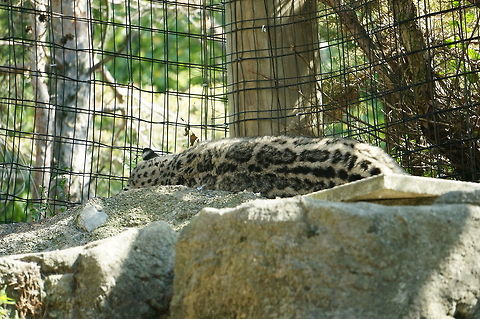 Snow Leopard (Panthera uncia)  Animal,Carnivora,Cat,Felidae,Geotagged,Mammal,Nature,New York State,Panthera,Panthera uncia,Pantherinae,Rosamond Gifford Zoo,Snow Leopard,Snow leopard,Syracuse,Uncia uncia,United States,United States of America,Vertebrate
