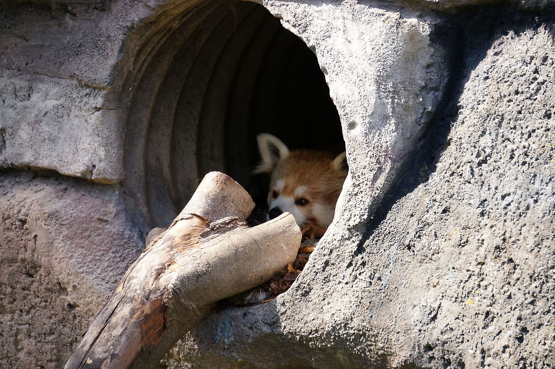 Red Panda (Ailurus fulgens)  Ailuridae,Ailurus,Ailurus fulgens,Animal,Carnivora,Geotagged,Mammal,Nature,New York State,Red Panda,Red panda,Rosamond Gifford Zoo,Syracuse,United States,United States of America,Vertebrate