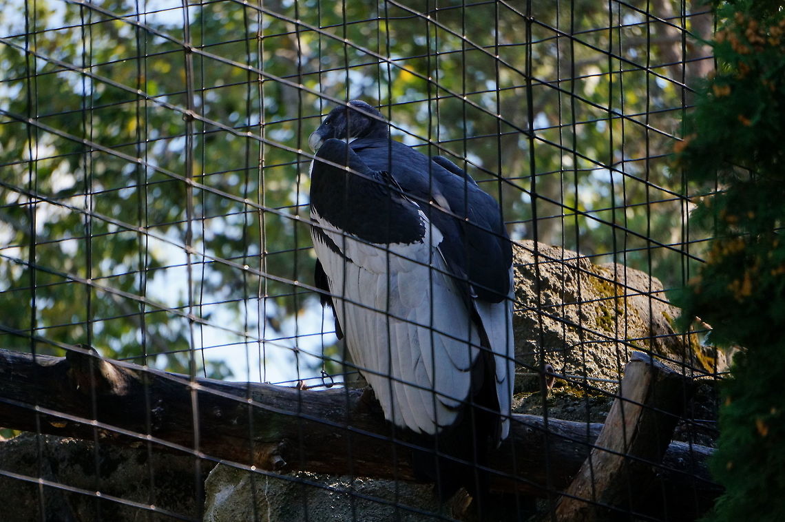 Andean Condor (Vultur gryphus)  Andean Condor,Andean condor,Animal,Bird,Cathartidae,Cathartiformes,Geotagged,Nature,New World Vulture,New York State,Rosamond Gifford Zoo,Syracuse,United States,United States of America,Vertebrate,Vultur,Vultur gryphus