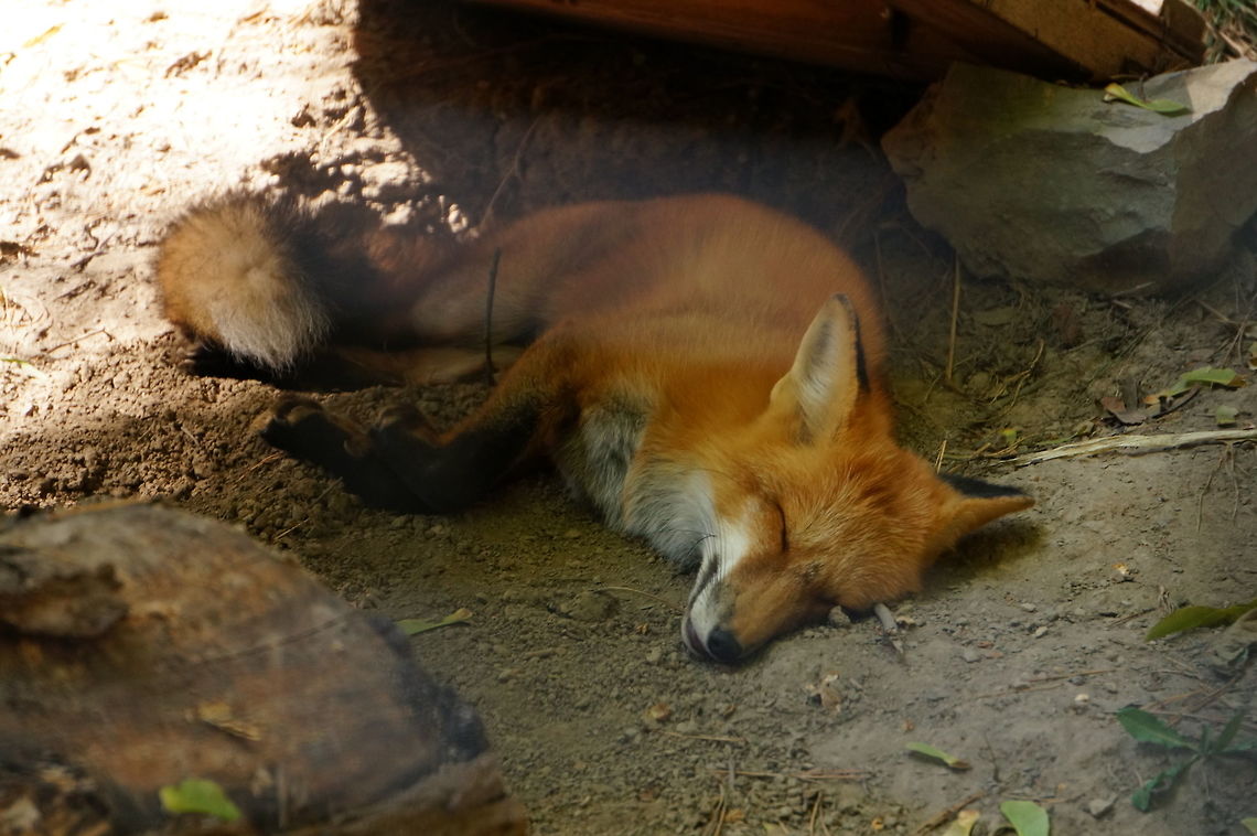 Red Fox (vulpes vulpes)  Animal,Canidae,Carnivora,Fox,Geotagged,Mammal,Nature,New York State,Red Fox,Rosamond Gifford Zoo,Syracuse,True Fox,United States,United States of America,Vertebrate,Vulpes,Vulpes vulpes