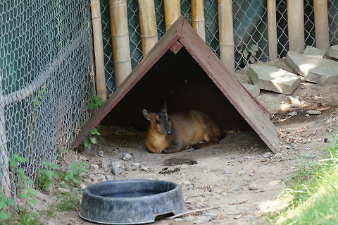Reeves's muntjac (Muntiacus reevesi)  Animal,Artiodactyla,Barking Deer,Cervidae,Cervinae,Deer,Even-toed ungulate,Geotagged,Mammal,Muntiacus,Muntiacus reevesi,Muntjac,Nature,New York State,Old World deer,Reeves Muntjac,Reeves's muntjac,Rosamond Gifford Zoo,Syracuse,United States