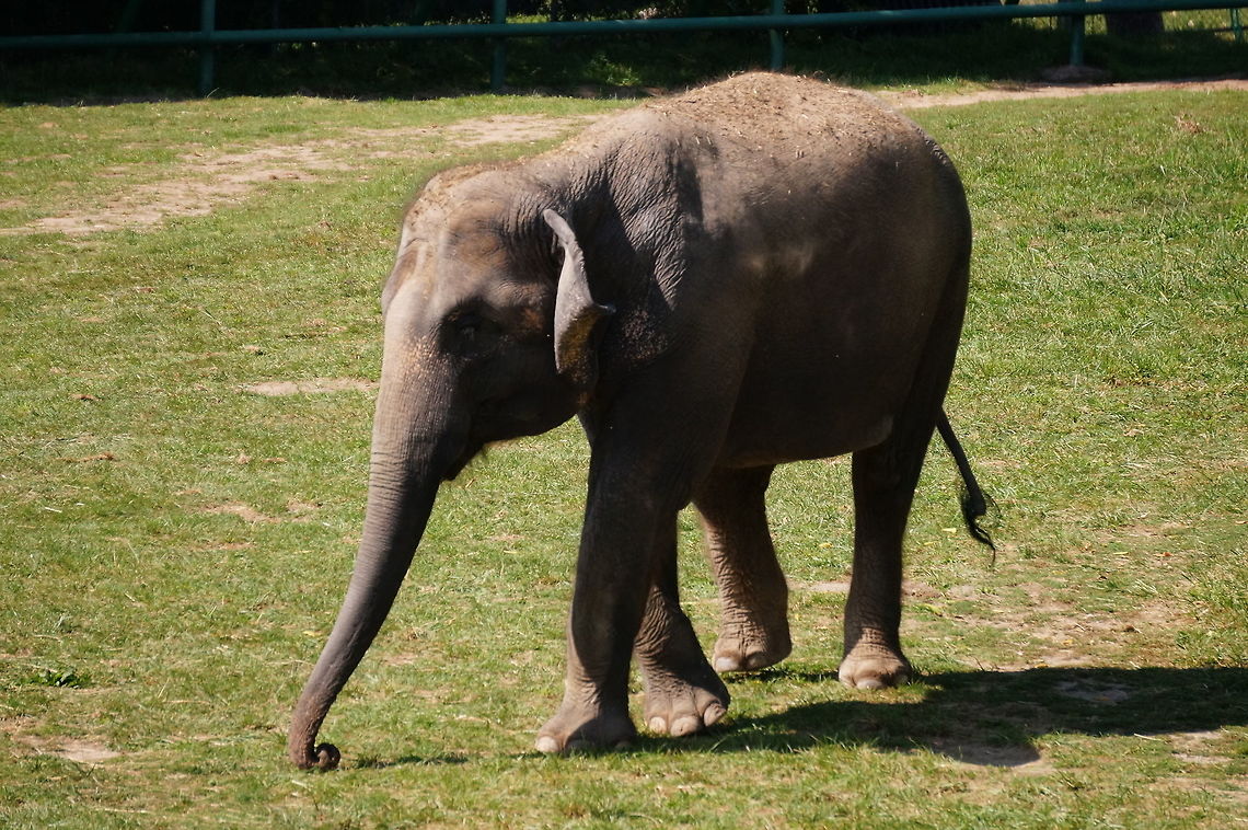 Asian Elephant (Elephas maximus)  Animal,Asian elephant,Elephant,Elephantidae,Elephas,Elephas maximus,Geotagged,Mammal,Nature,New York State,Proboscidea,Rosamond Gifford Zoo,Syracuse,United States,United States of America,Vertebrate