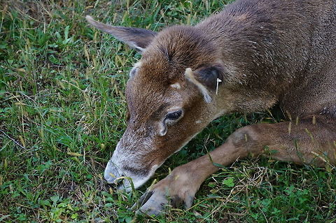 Thorald's deer (Cervus albirostris)  Animal,Artiodactyla,Cervidae,Cervinae,Cervus,Cervus albirostris,Deer,Even-toed ungulate,Geotagged,Mammal,Nature,New York State,Old World deer,Rosamond Gifford Zoo,Syracuse,Thorold's deer,Thorolds deer,United States,United States of America,Vertebrate