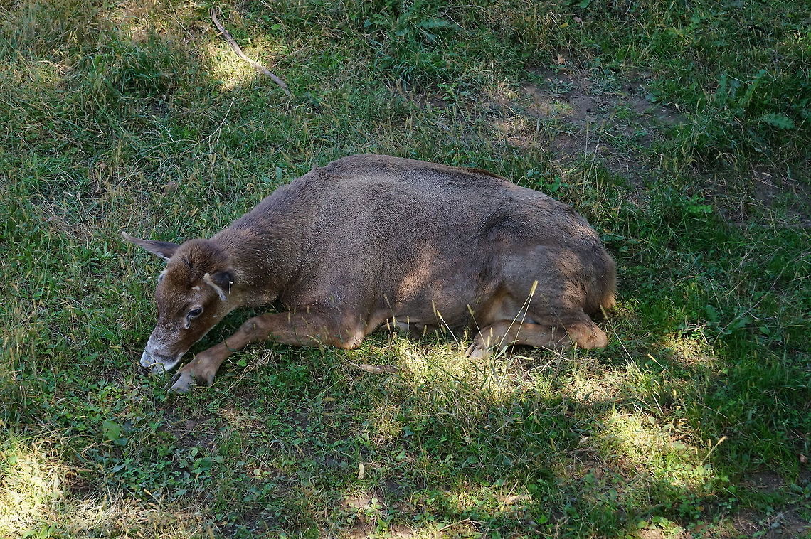 Thorald's deer (Cervus albirostris)  Animal,Artiodactyla,Cervidae,Cervinae,Cervus,Cervus albirostris,Deer,Even-toed ungulate,Mammal,Nature,New York State,Old World deer,Rosamond Gifford Zoo,Syracuse,Thorold's deer,Thorolds deer,United States,United States of America,Vertebrate
