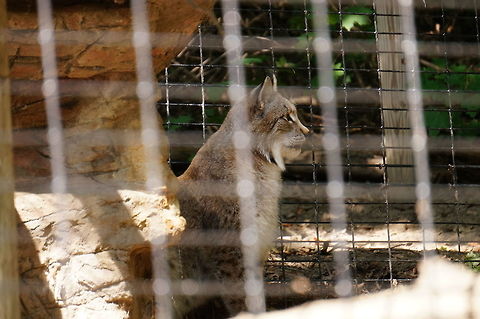 Eurasian Lynx (Lynx lynx)  Animal,Carnivora,Cat,Eurasian Lynx,Eurasian lynx,Felidae,Geotagged,Lynx,Lynx lynx,Mammal,Nature,New York State,Rosamond Gifford Zoo,Syracuse,United States,United States of America,Vertebrate