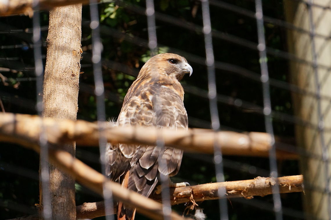 Red-tailed Hawk (Buteo jamaicensis)  Accipitridae,Accipitriformes,Animal,Bird,Buteo,Buteo jamaicensis,Geotagged,Hawk,Nature,New York State,Red-tailed Hawk,Red-tailed hawk,Rosamond Gifford Zoo,Syracuse,United States,United States of America,Vertebrate