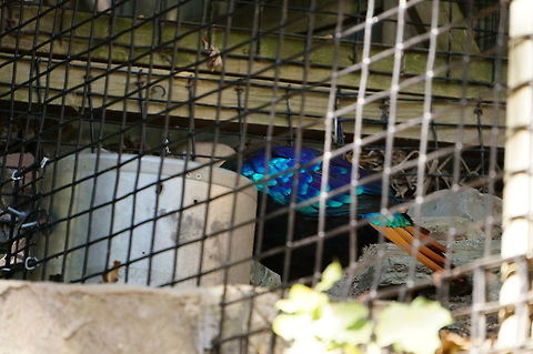 Himalayan Monal (Lophophorus impejanus) - Male  Animal,Bird,Galliformes,Geotagged,Himalayan Monal (Danphe),Himalayan monal,Lophophorus,Lophophorus impejanus,Male,Monal,Nature,New York State,Phasianidae,Rosamond Gifford Zoo,Syracuse,United States,United States of America