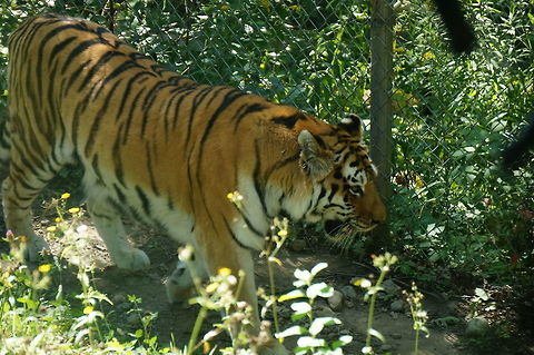 Siberian Tiger (Panthera tigris altaica)  Amur Tiger,Animal,Carnivora,Cat,Felidae,Geotagged,Mammal,Nature,New York State,Panthera,Panthera tigris,Panthera tigris altaica,Pantherinae,Rosamond Gifford Zoo,Siberian Tiger,Siberian tiger,Syracuse,Tiger,United States,United States of America