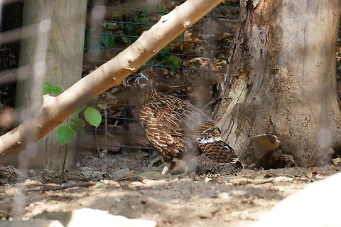 Himalayan Monal (Lophophorus impejanus) - Female  Animal,Bird,Female,Galliformes,Geotagged,Himalayan Monal (Danphe),Himalayan monal,Lophophorus,Lophophorus impejanus,Monal,Nature,New York State,Phasianidae,Rosamond Gifford Zoo,Syracuse,United States,United States of America,Vertebrate