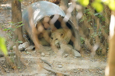 Gray wolf (Canis lupus)  Animal,Canidae,Canis,Canis lupus,Carnivora,Dog,Geotagged,Gray Wolf,Gray wolf,Mammal,Nature,New York State,Rosamond Gifford Zoo,Syracuse,Timber Wolf,United States,United States of America,Vertebrate,Wolf