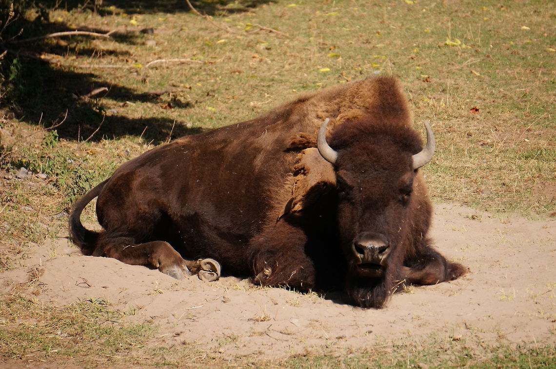 American Bison (Bison bison)  American Bison,American bison,Animal,Artiodactyla,Bison,Bison bison,Bovidae,Bovinae,Even-toed ungulate,Geotagged,Mammal,Nature,New York State,Rosamond Gifford Zoo,Syracuse,United States,United States of America,Vertebrate