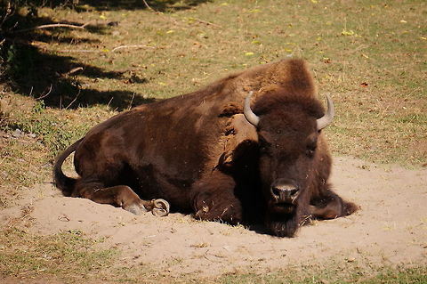 American Bison (Bison bison)  American Bison,American bison,Animal,Artiodactyla,Bison,Bison bison,Bovidae,Bovinae,Even-toed ungulate,Geotagged,Mammal,Nature,New York State,Rosamond Gifford Zoo,Syracuse,United States,United States of America,Vertebrate