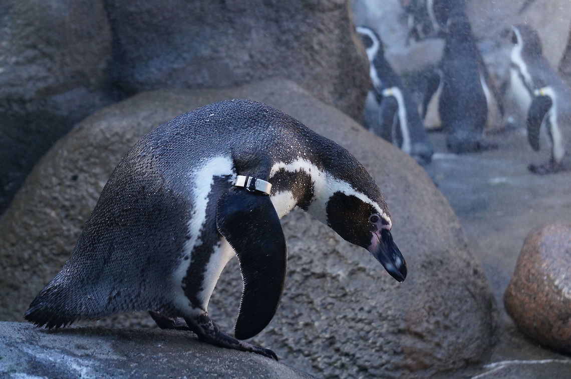 Humboldt Penguin (Spheniscus humboldti)  Animal,Banded Penguin,Bird,Geotagged,Humboldt Penguin,Humboldt penguin,Nature,New York State,Penguin,Rosamond Gifford Zoo,Spheniscidae,Sphenisciformes,Spheniscus,Spheniscus humboldti,Syracuse,United States,United States of America,Vertebrate