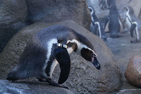 Humboldt Penguin (Spheniscus humboldti)  Animal,Banded Penguin,Bird,Geotagged,Humboldt Penguin,Humboldt penguin,Nature,New York State,Penguin,Rosamond Gifford Zoo,Spheniscidae,Sphenisciformes,Spheniscus,Spheniscus humboldti,Syracuse,United States,United States of America,Vertebrate