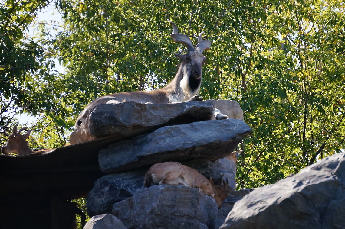 Bukharan markhor (Capra falconeri heptneri)  Animal,Artiodactyla,Bovidae,Bukharan Markhor,Bukharan markhor,Capra,Capra falconeri,Capra falconeri heptneri,Caprinae,Even-toed ungulate,Geotagged,Mammal,Markhor,Nature,New York State,Rosamond Gifford Zoo,Syracuse,United States,United States of America,Vertebrate