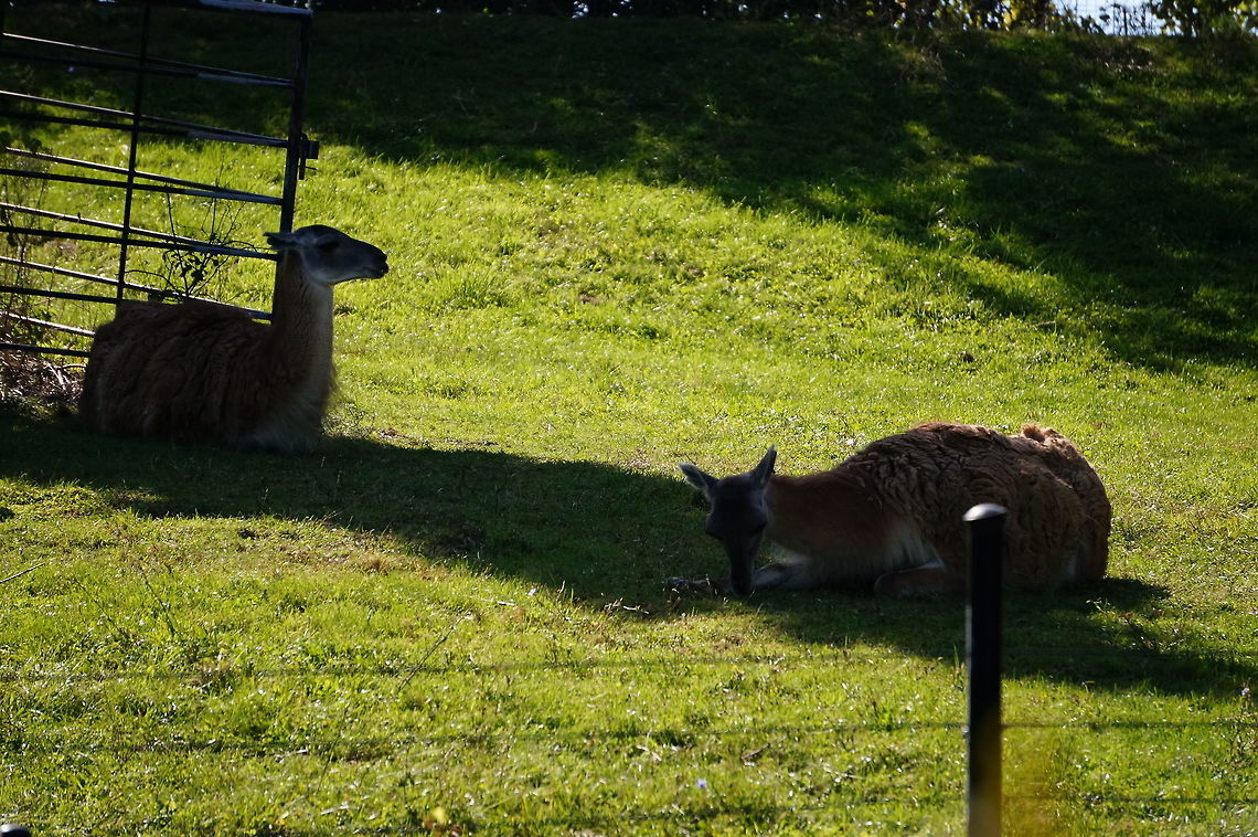Guanaco (Lama guanicoe)  Animal,Artiodactyla,Camelidae,Even-toed ungulate,Geotagged,Guanaco,Lama,Lama guanicoe,Mammal,Nature,New York State,Rosamond Gifford Zoo,Syracuse,United States,United States of America,Vertebrate