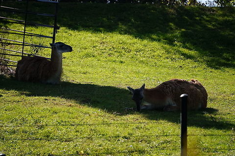 Guanaco (Lama guanicoe)  Animal,Artiodactyla,Camelidae,Even-toed ungulate,Geotagged,Guanaco,Lama,Lama guanicoe,Mammal,Nature,New York State,Rosamond Gifford Zoo,Syracuse,United States,United States of America,Vertebrate
