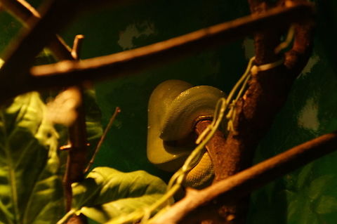 Green tree python (Morelia viridis)  Animal,Geotagged,Green tree python,Morelia,Morelia viridis,Nature,New York State,Pythonidae,Reptile,Rosamond Gifford Zoo,Scaled Reptile,Serpentes,Snake,Squamata,Syracuse,United States,United States of America,Vertebrate