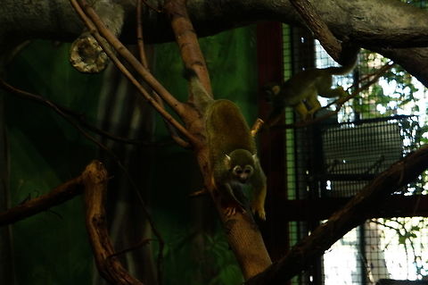 Common squirrel monkey (Saimiri sciureus)  Animal,Cebidae,Common squirrel monkey,Geotagged,Mammal,Nature,New York State,Primate,Rosamond Gifford Zoo,Saimiri,Saimiri sciureus,Squirrel monkey,Syracuse,United States,United States of America,Vertebrate