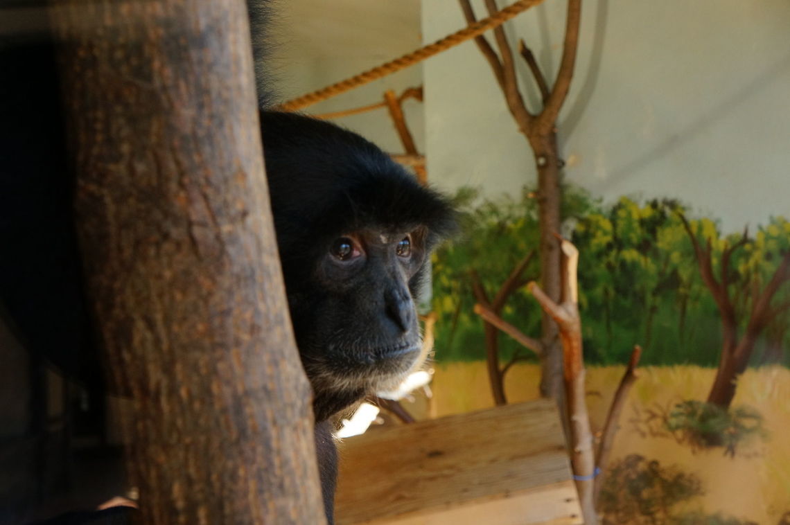 Siamang (Symphalangus syndactylus)  Animal,Geotagged,Gibbon,Hylobatidae,Mammal,Nature,New York State,Primate,Rosamond Gifford Zoo,Siamang,Symphalangus,Symphalangus syndactylus,Syracuse,United States,United States of America,Vertebrate