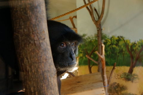 Siamang (Symphalangus syndactylus)  Animal,Geotagged,Gibbon,Hylobatidae,Mammal,Nature,New York State,Primate,Rosamond Gifford Zoo,Siamang,Symphalangus,Symphalangus syndactylus,Syracuse,United States,United States of America,Vertebrate