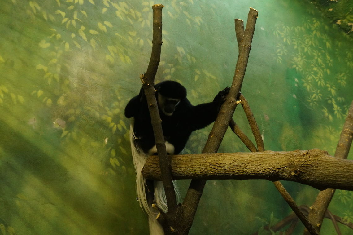 Mantled guereza (Colobus guereza)  Animal,Black-and-white colobus,Cercopithecidae,Colobus,Colobus guereza,Geotagged,Mammal,Mantled guereza,Nature,New York State,Old World Monkey,Primate,Rosamond Gifford Zoo,Syracuse,United States,United States of America,Vertebrate