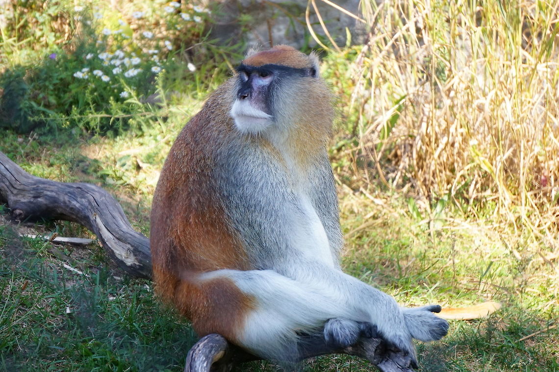 Patas Monkey (Erythrocebus patas)  Animal,Cercopithecidae,Erythrocebus,Erythrocebus patas,Geotagged,Mammal,Nature,New York State,Old World Monkey,Patas monkey,Primate,Rosamond Gifford Zoo,Syracuse,United States,United States of America,Vertebrate