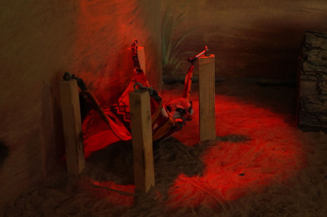 Meerkat (Suricata suricatta)  Animal,Carnivora,Geotagged,Herpestidae,Mammal,Meerkat,Mongoose,Nature,New York State,Rosamond Gifford Zoo,Suricata,Suricata suricatta,Syracuse,United States,United States of America,Vertebrate