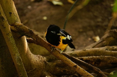 Venezuelan Troupial (Icterus icterus)  Animal,Bird,Geotagged,Icteridae,Icterus,Icterus icterus,Nature,New World Oriole,New York State,Passeriformes,Perching Bird,Rosamond Gifford Zoo,Syracuse,United States,United States of America,Venezuelan Troupial,Venezuelan troupial,Vertebrate
