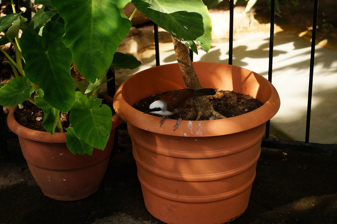 White-crested laughingthrush (Garrulax leucolophus)  Animal,Bird,Garrulax,Garrulax leucolophus,Geotagged,Laughingthrush,Leiothrichidae,Nature,New York State,Passeriformes,Perching Bird,Rosamond Gifford Zoo,Syracuse,United States,United States of America,Vertebrate,White-crested laughingthrush