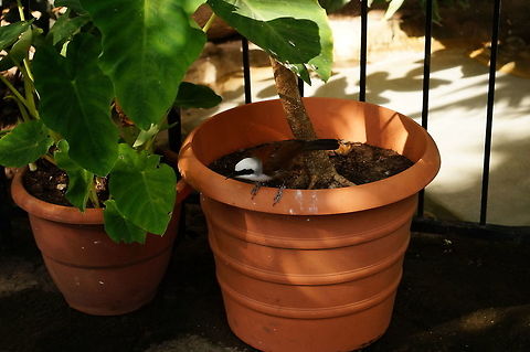 White-crested laughingthrush (Garrulax leucolophus)  Animal,Bird,Garrulax,Garrulax leucolophus,Geotagged,Laughingthrush,Leiothrichidae,Nature,New York State,Passeriformes,Perching Bird,Rosamond Gifford Zoo,Syracuse,United States,United States of America,Vertebrate,White-crested laughingthrush
