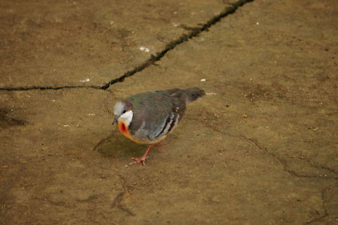 Luzon Bleeding-Heart Pigeon (Gallicolumba luzonica)  Animal,Bird,Columbidae,Columbiformes,Dove,Gallicolumba,Gallicolumba luzonica,Geotagged,Luzon Bleeding-Heart Pigeon,Luzon bleeding-heart pigeon,Nature,New York State,Rosamond Gifford Zoo,Syracuse,United States,United States of America,Vertebrate