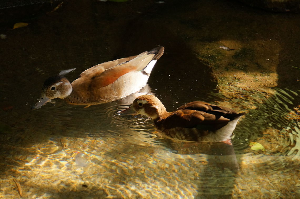 Ringed teal (Callonetta leucophrys)  Anatidae,Animal,Anseriformes,Bird,Callonetta,Callonetta leucophrys,Duck,Geotagged,Nature,New York State,Ringed Teal,Ringed teal,Rosamond Gifford Zoo,Syracuse,United States,United States of America,Vertebrate