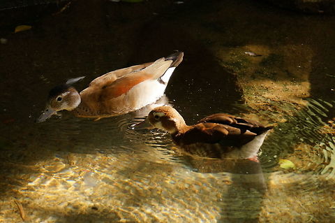 Ringed teal (Callonetta leucophrys)  Anatidae,Animal,Anseriformes,Bird,Callonetta,Callonetta leucophrys,Duck,Geotagged,Nature,New York State,Ringed Teal,Ringed teal,Rosamond Gifford Zoo,Syracuse,United States,United States of America,Vertebrate