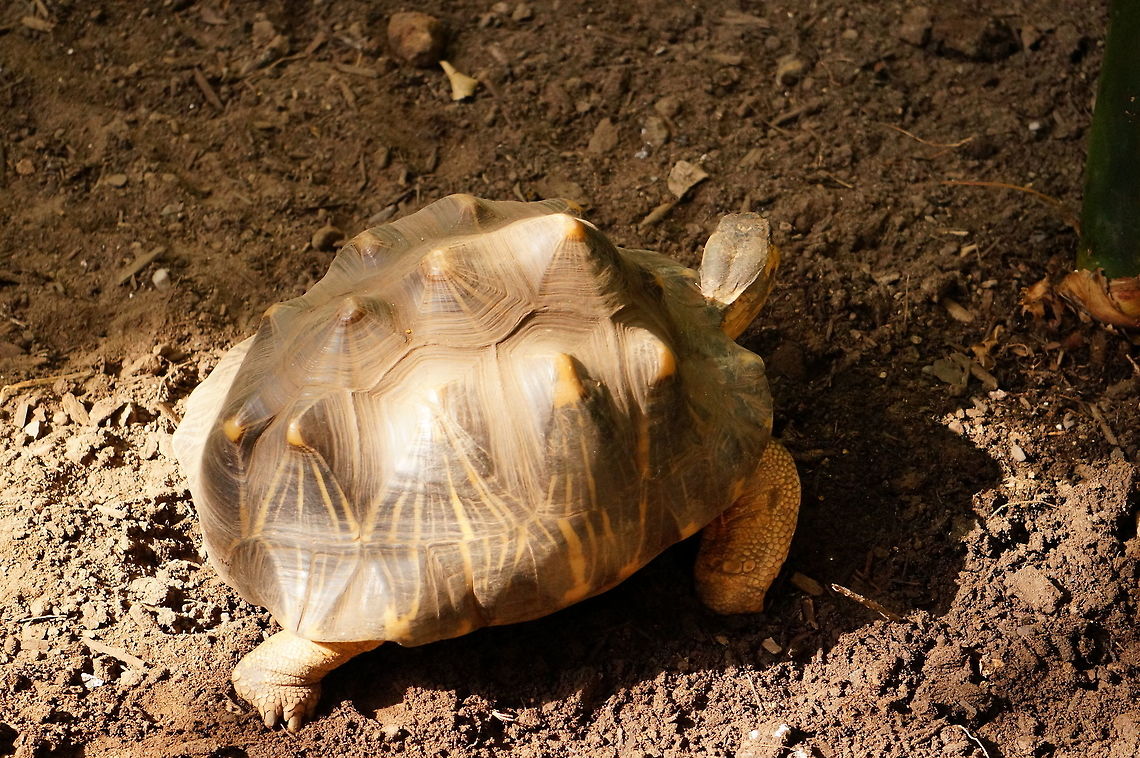 Radiated Tortoise (Astrochelys radiata)  Animal,Astrochelys,Astrochelys radiata,Cryptodira,Geotagged,Nature,New York State,Radiated Tortoise,Radiated tortoise,Reptile,Rosamond Gifford Zoo,Syracuse,Testudines,Testudinidae,Tortoise,Turtle,United States,United States of America,Vertebrate