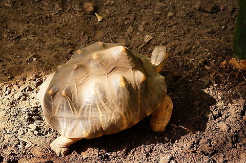 Radiated Tortoise (Astrochelys radiata)  Animal,Astrochelys,Astrochelys radiata,Cryptodira,Geotagged,Nature,New York State,Radiated Tortoise,Radiated tortoise,Reptile,Rosamond Gifford Zoo,Syracuse,Testudines,Testudinidae,Tortoise,Turtle,United States,United States of America,Vertebrate