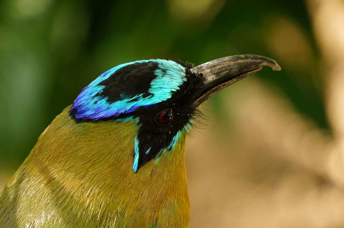 Blue-crowned motmot (Momotus momota)  Animal,Bird,Blue-crowned motmot,Coraciiformes,Geotagged,Momotidae,Momotus,Momotus momota,Motmot,Nature,New York State,Rosamond Gifford Zoo,Syracuse,United States,United States of America,Vertebrate