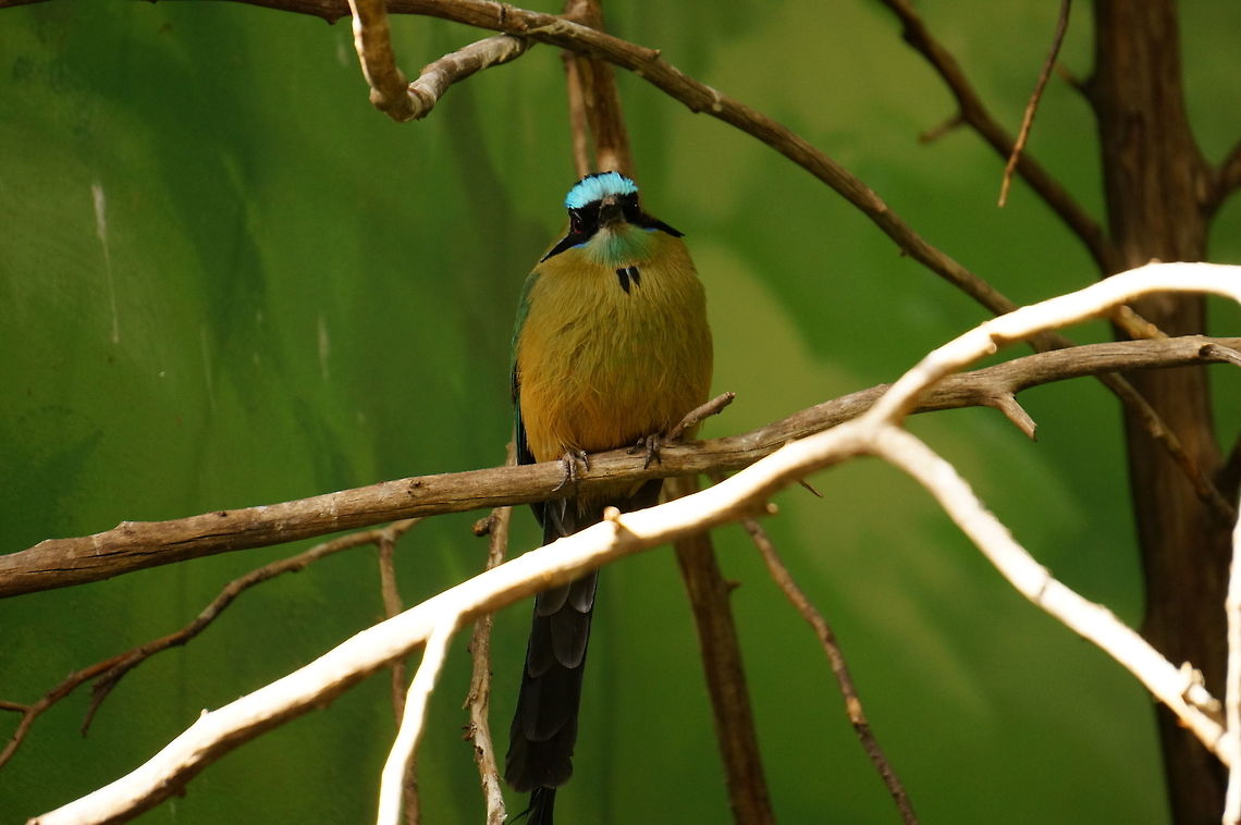 Blue-crowned motmot (Momotus momota)  Animal,Bird,Blue-crowned motmot,Coraciiformes,Geotagged,Momotidae,Momotus,Momotus momota,Motmot,Nature,New York State,Rosamond Gifford Zoo,Syracuse,United States,United States of America,Vertebrate