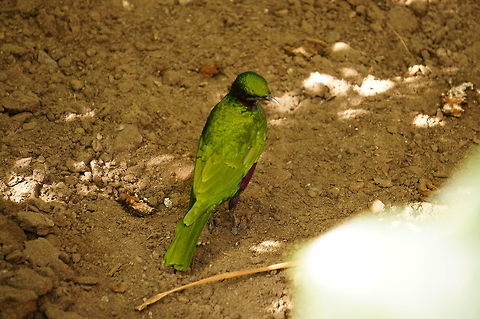 Emerald Starling (Lamprotornis iris)  Animal,Bird,Emerald Starling,Emerald starling,Geotagged,Lamprotornis,Lamprotornis iris,Nature,New York State,Passeriformes,Perching Bird,Rosamond Gifford Zoo,Starling,Sturnidae,Syracuse,United States,United States of America,Vertebrate